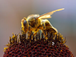 h hachi Bee_Collecting_Pollen_2004-08-14